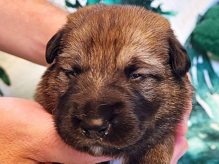 chinook puppy